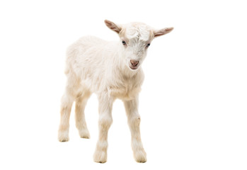 little goatling © ksena32