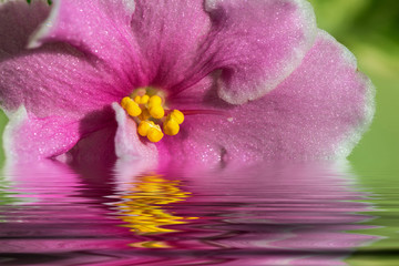pink flowers violets water reflection