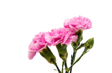 Fototapeta premium pink carnation