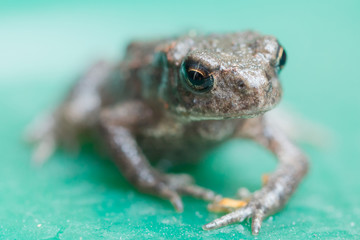 close up of a frog, soft focus, shallow DOF
