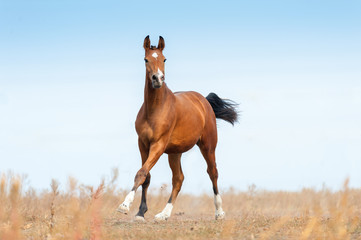 Bay beautiful stallion run gallop on pasture