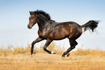 Fototapeta na wymiar Bay beautiful stallion run gallop on pasture
