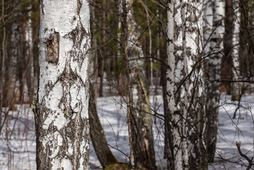 Fototapeta premium trunks birch forest snow