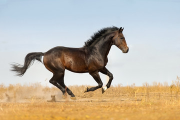 Obraz na płótnie Canvas Bay beautiful stallion run gallop on pasture
