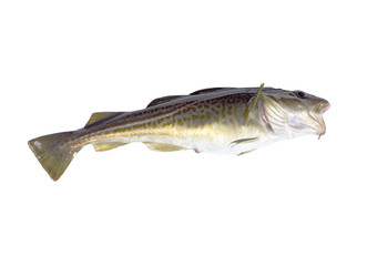 codfish