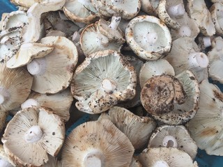 Heap of mushrooms, view from above
