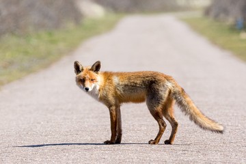 Naklejka na ściany i meble a fox from the side standing on the middle of the road, looking into the camera