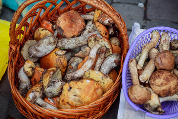 basket full of edible mushrooms the forest