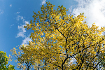 autumn trees with yellow leaves on dark blue cloudy sky background