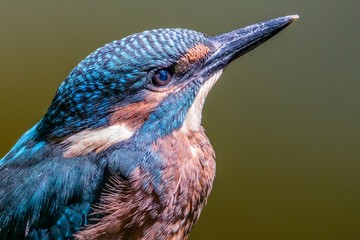 the head of a kingfisher looking up