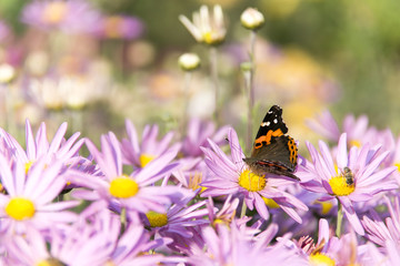 orange butterfly on pink camomile