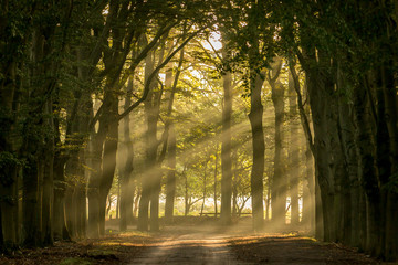 Fototapeta premium sun shining through the trees in the morning