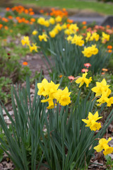 Fototapeta premium Beautiful yellow and white daffodils in a field