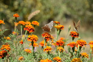 Autumn Butterflies and Flowers