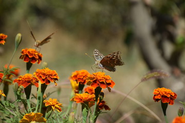 Autumn Butterflies and Flowers