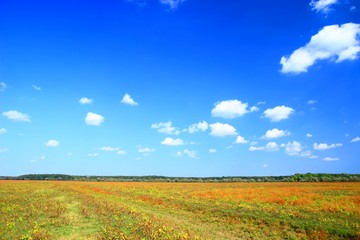 Naklejka premium Beautiful landscape in fall