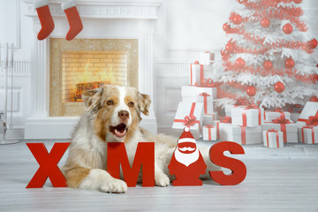 Ein Hund liegt in einem weihnachtlichen Wohnzimmer mit Kamin und Geschenken und den Buchstaben „X Mas“ mit Blick nach vorne das Maul wie zum Reden geöffnet. - 122928352