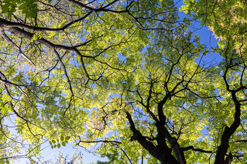 autumn trees with yellow foliage in park on blue sky background