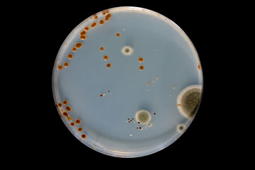 Research various microorganisms / microflora in petri dishes