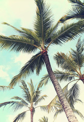 Panele Szklane Podświetlane  palmy
