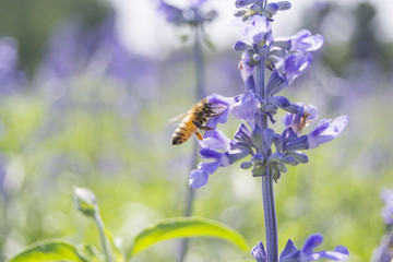 Bee on a lavender flower.
