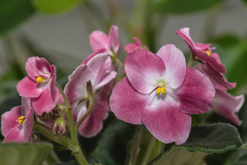 dark red flowers violet