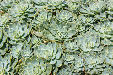 Fototapeta premium Different succulents and plants in flower dome