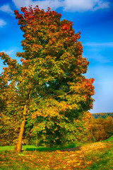 Fototapeta premium autumn tree