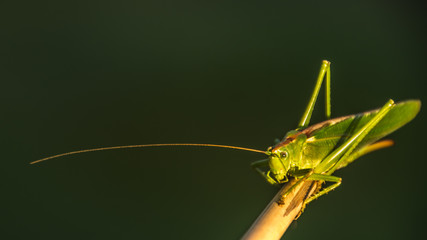 the green grasshopper
