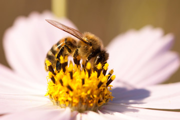 Bee on a flower. 