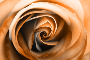 Fototapeta na wymiar Macro of orange rose heart