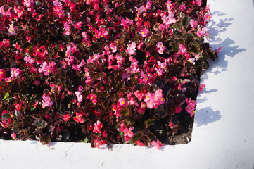 A flower bed of gray and red colors. Geometric pattern from the summer flowers.