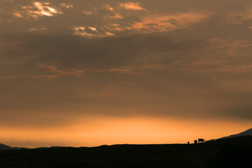阿蘇の朝日と牛のシルエット