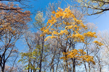 Fototapeta premium golden yellow tops of the autumn trees on clear blue sky background