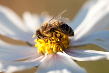 Close-up of bee on white flower.
