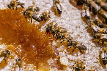 Close-up of a honeycomb, with a few bees eating and working