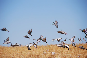 Pigeons