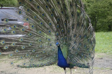 Obraz premium animali in fattoria