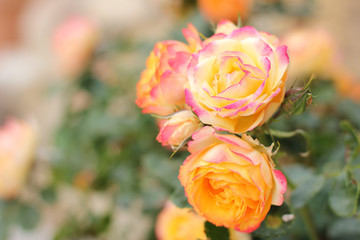 Yellow roses in the garden.