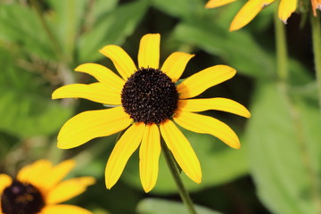 Fleur de Rudbeckia jaune