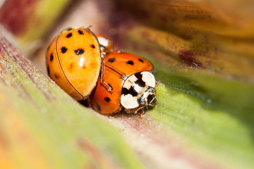 Lady bugs on a green leaf. 