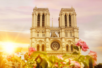 Notre Dame de Paris cathedral with rose bushes in front view at sunrise rays, Paris, France.