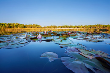 Nénuphars, panorama de la nature sauvage Groupe de nénuphars blancs flottant sur une eau bleue