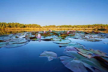 Photo sur Plexiglas Nénuphars Nénuphars, panorama de la nature sauvage Groupe de nénuphars blancs flottant sur une eau bleue