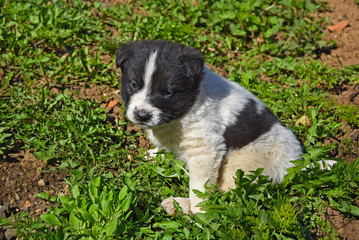 puppy dog white black