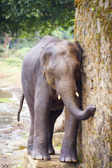 Fototapeta premium sri lanka elephant