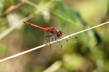 Close-up of a dragon fly