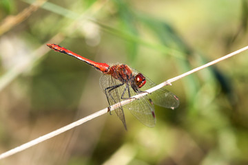 Close-up of a dragon fly