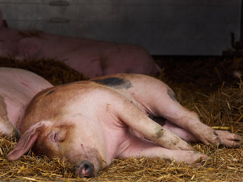 portrait of a domestic pig (sus scrofa domesticus) sleeping lying on a bed of straw.
