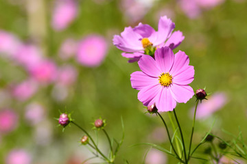 Obraz premium 秋桜